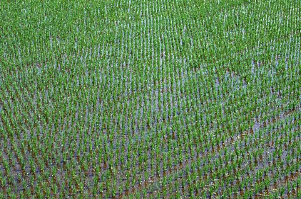 水稻重大病虫草害全程绿色防控技术