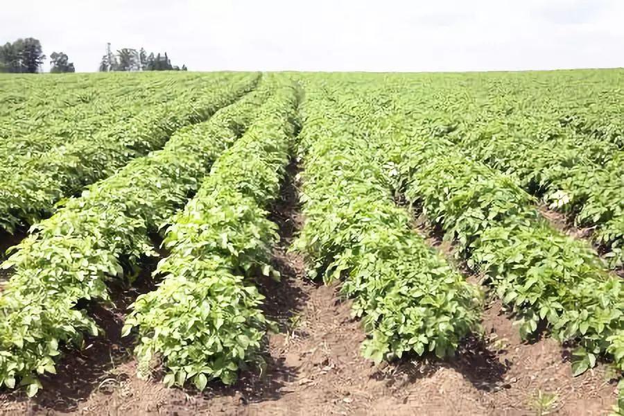 马铃薯-中稻轮作栽培技术