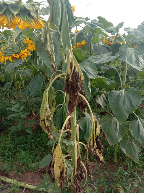 向日葵黄萎病综合防控技术