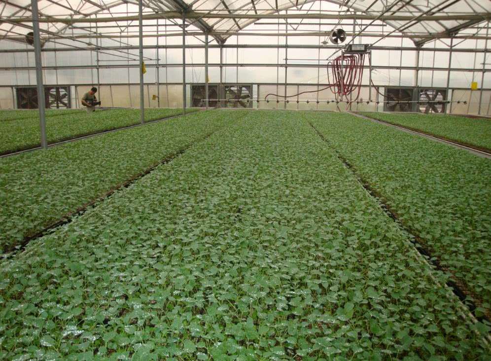 蔬菜集约化育苗技术