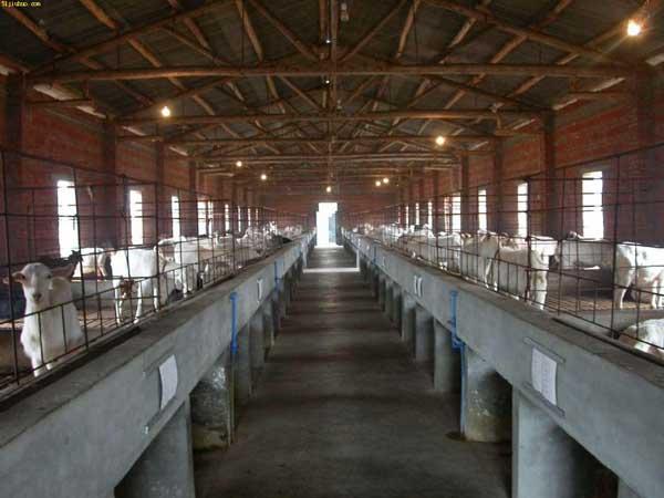 养殖场精准消毒技术