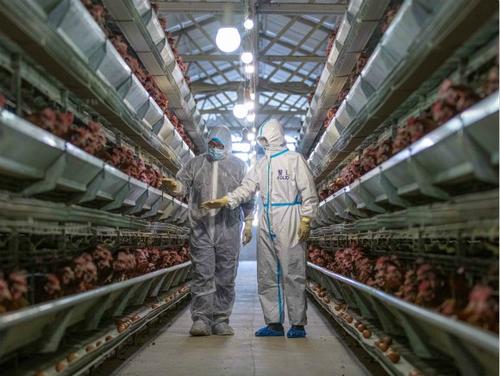 规模化场动物疫病净化技术