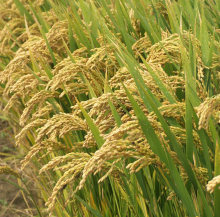 籼粳杂交稻优质高产高效栽培技术