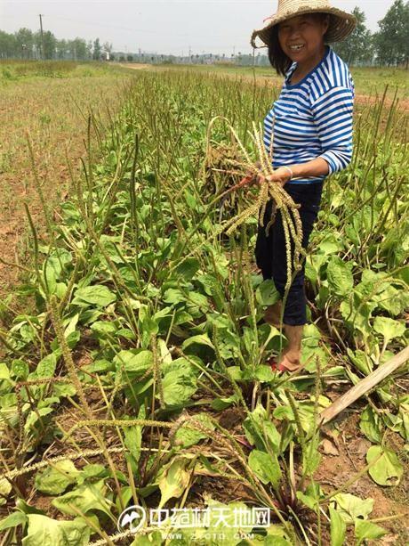 车前子标准化栽培技术