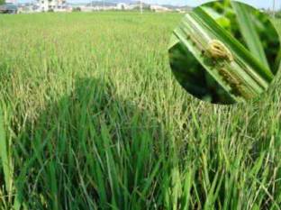 水稻病害防控技术