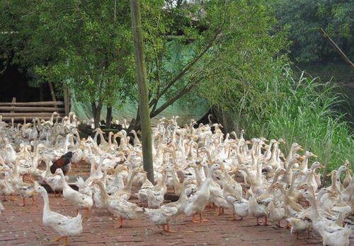蛋鸭绿色健康养殖技术