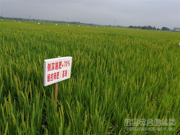 玉米化肥减量增效技术