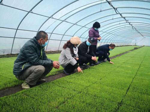 水稻机械水直播生产技术