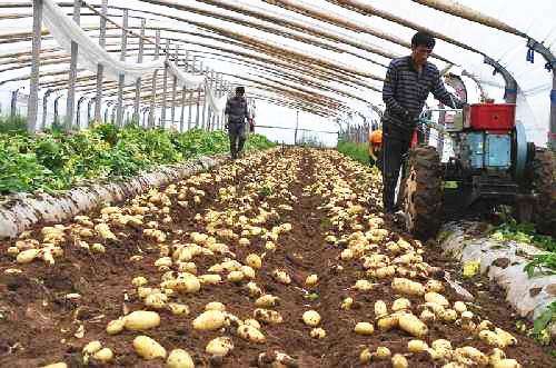 秋冬季设施马铃薯高效生产技术