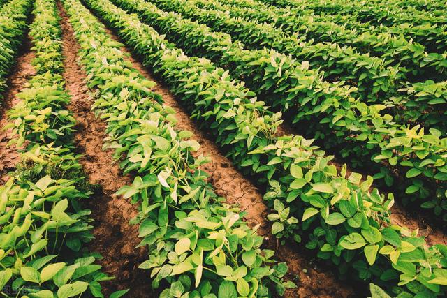 大豆优质安全丰产高效生产技术