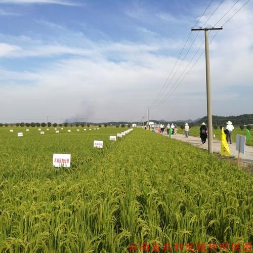 优质稻&ldquo;两优一增&rdquo;壮杆保优标准化栽培技术