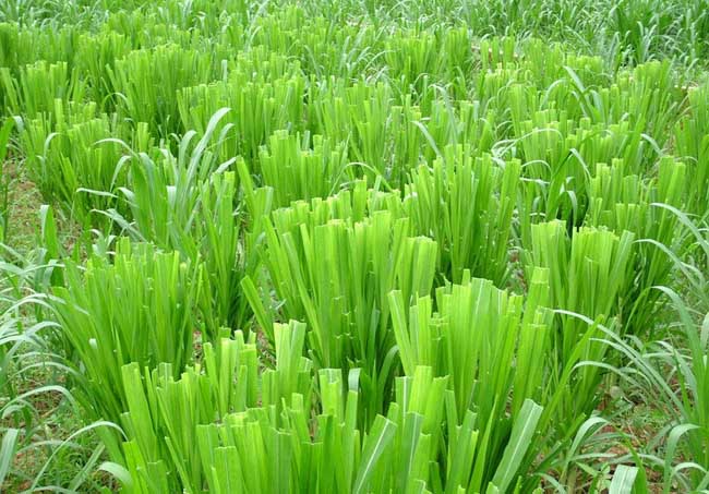 优质牧草种植利用技术