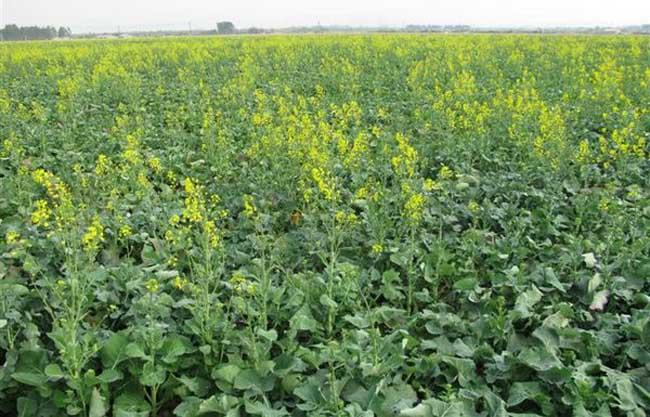 油菜直播轻简化栽培技术