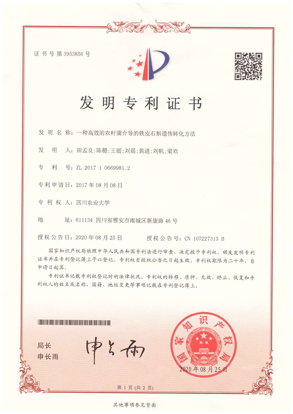 一种高效的农杆菌介导的铁皮石斛遗传转化方法