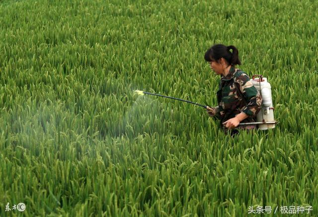 水稻二化螟绿色防控技术