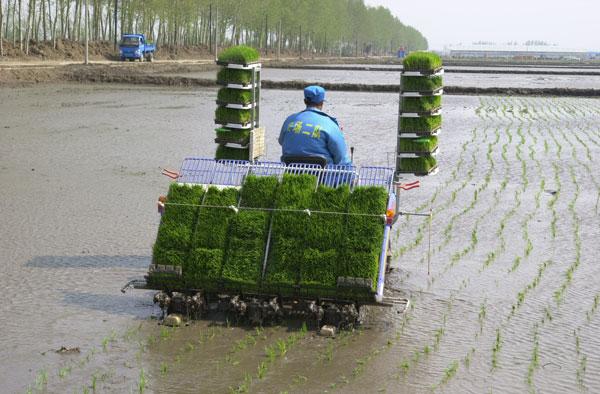 水稻大钵体毯状苗机械化育插秧技术