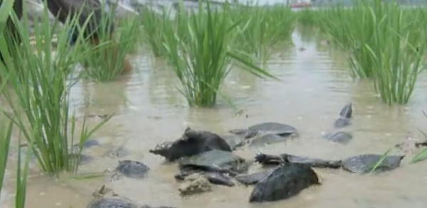 稻（莲）鳖综合种养技术