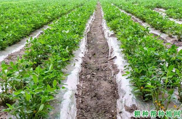 高淀粉酿造高粱生产技术