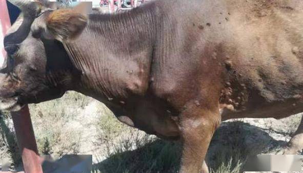 牛结节性皮肤病防控技术