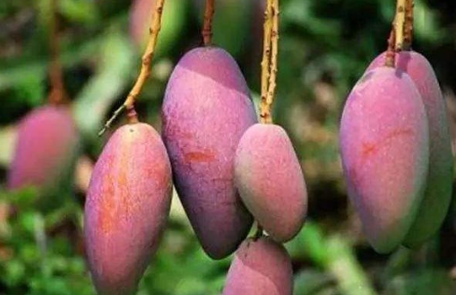 三亚福返热带水果农民专业合作社