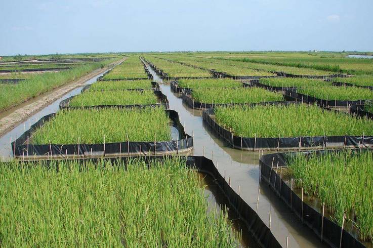 水稻草害防控技术