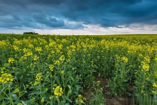 油菜稀植绿色栽培技术