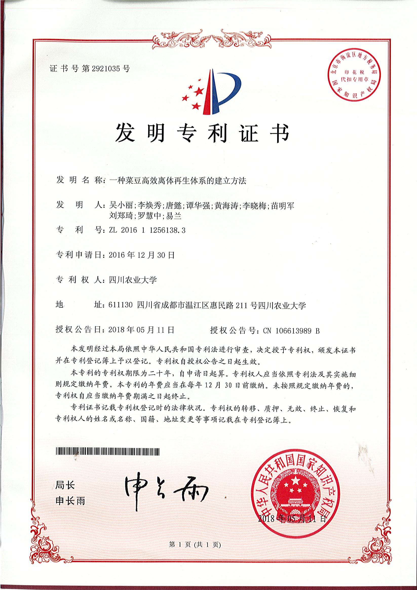 一种菜豆高效离体再生体系的建立方法