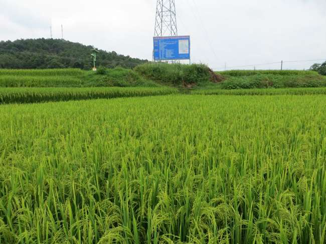 江西省稻油轮作高效栽培技术