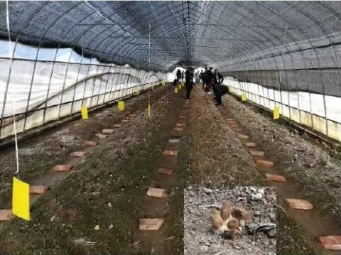 设施蔬菜连作障碍生态防控技术