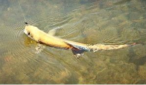 鸭绿江茴鱼稚鱼培育技术