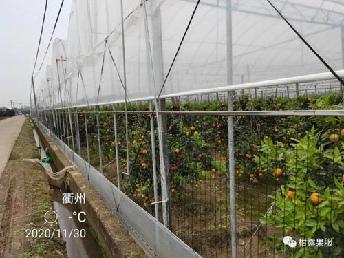 早熟温州蜜柑大棚完熟栽培技术