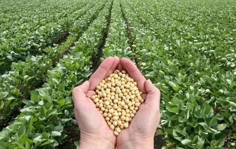 稻田养殖台湾泥鳅技术