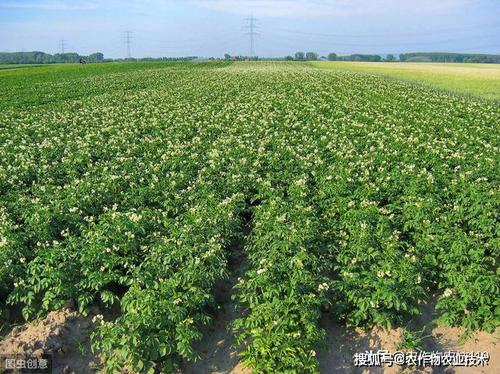 小马铃薯高效栽培技术