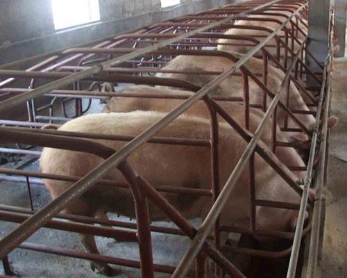 高床节水育肥猪舍设计技术