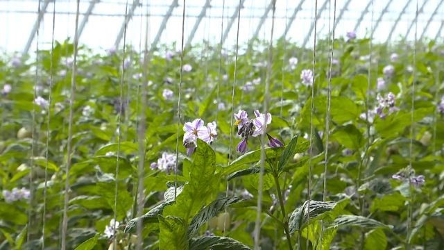 诏安县垚华果蔬种植专业合作社联合社