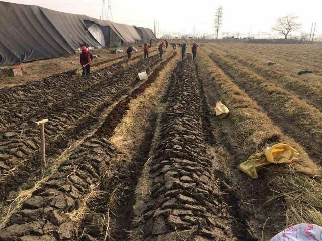 秸秆综合利用&ldquo;大球盖菇-水稻轮作&rdquo;生产技术