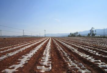 鲜食玉米可降解地膜覆盖水肥一体化栽培技术