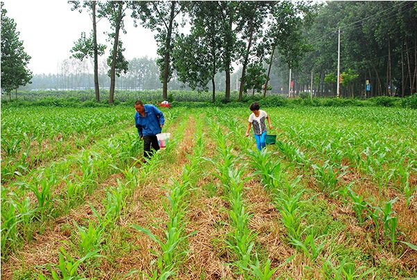 玉米均衡营养施肥技术