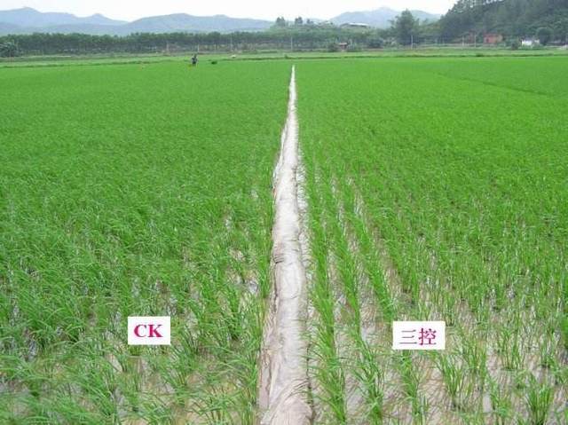 水稻&ldquo;三控&rdquo;抗倒绿色节本增效技术