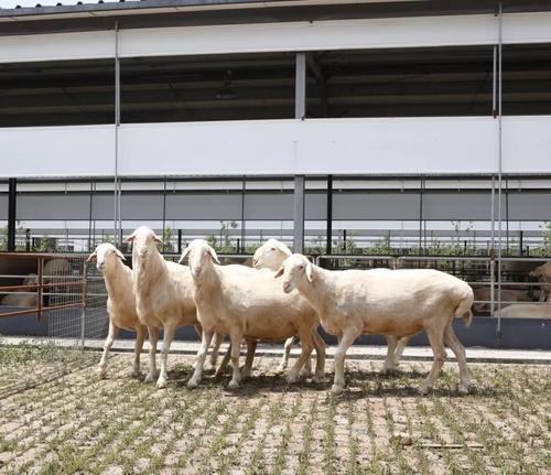 湖羊批次化繁育配套技术