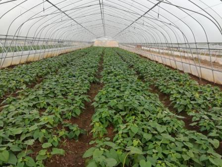 甘薯微型薯生产及育苗技术