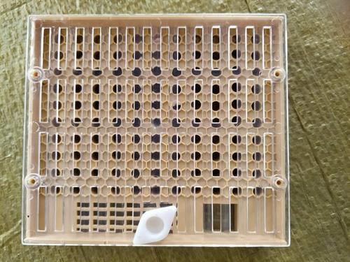 中蜂免移虫育王生产技术