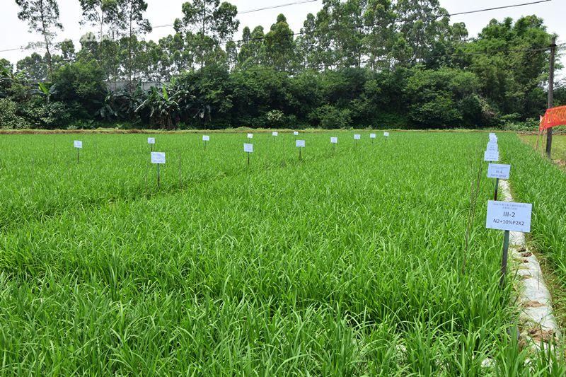 水稻测土配方施肥技术