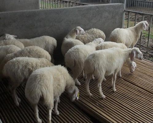 湖羊精细化饲养技术