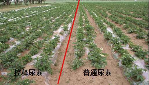 玉米缓控释肥料施用技术