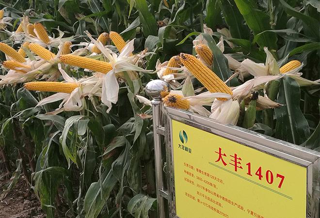 玉米大丰1407