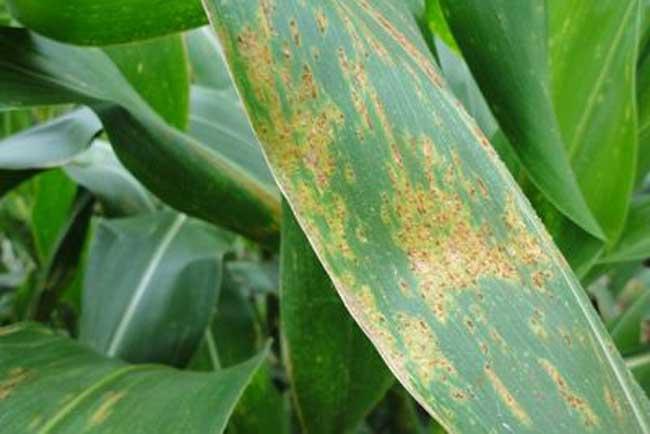 玉米病虫害一体化防控技术