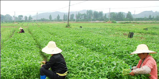 广西壮族自治区供销合作社