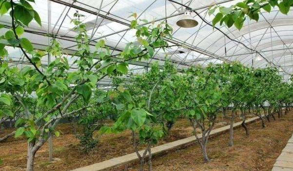 安徽省萧县桃丰水果种植农民专业合作社