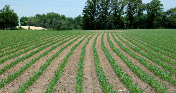 民乐县国鑫绿源种植养殖专业合作社